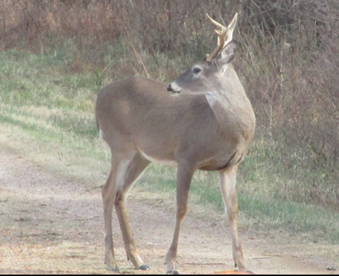 buck deer