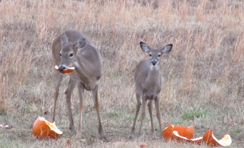 doe and fawn