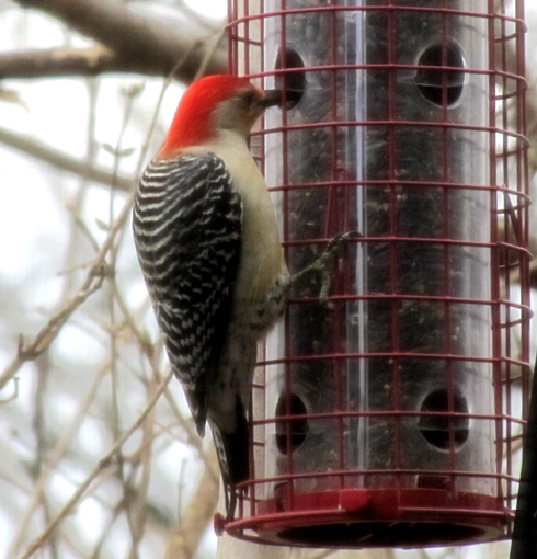 daddy red belly