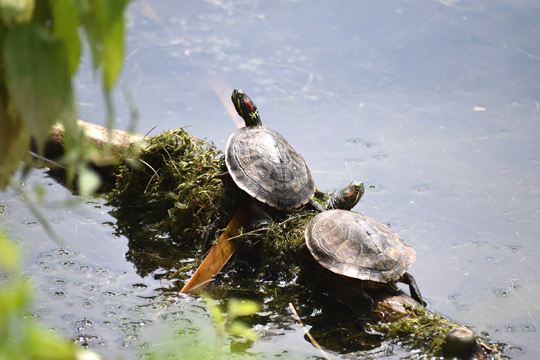 Photographs by Laura Wolf at Wikimedia Commons.
