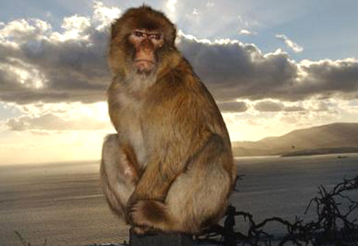 Photo by Salim Virji at Wikimedia Commons.