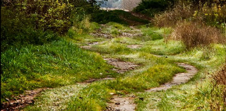 Photo by musicFactory lehmannsound: https://www.pexels.com/photo/dirt-road-surrounded-green-grasses-by-trees-at-daytime-206008/