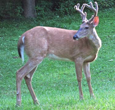 Photo by James St. John at Wikimedia Commons.