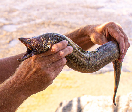 Photo by Lucia Barreiros Silva: https://www.pexels.com/photo/hands-holding-mediterranean-moray-13399738/