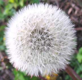 Photo of a dandelion seed head or `clock'  (c) 2004 by Richard Loller.