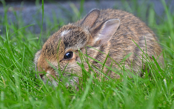 Photo of baby cottontail courtesy of Wikimedia Commons.