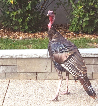 Grovis, the turkey, (c) 2024 by Amelia Tyson, Minneapolis, MN