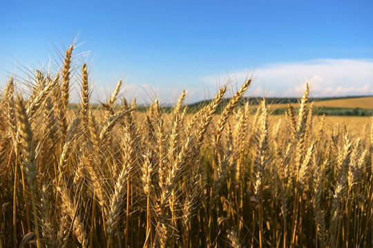 Wheat field, Bulgaria. Image by Zhivko Dimitrov from Pixabay