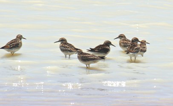 Photo of sharp-tailed sandpipers by Steve Wilson courtesy of Wikimedia Commons.