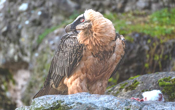 Photo by David Ruh: https://www.pexels.com/photo/bearded-vulture-perching-on-a-rocks-17734708/