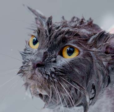 Photo by Karin Chantanaprayura: https://www.pexels.com/photo/a-person-taking-a-bath-of-pet-cat-7224656/